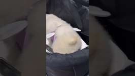 스타필드 개래끼 #ウマ娘プリティーダービー #アニメ #puppy #도그독 #music #pomeranian #애견영상 #pets #동물농장강아지 #cuteのサムネイル画像