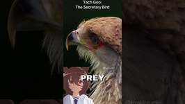 Meet the Secretary Bird! #umamusume #umamusumeprettyderby #ウマ娘 #anime #animals #shortsのサムネイル画像