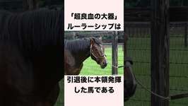 【 競馬 】ルーラーシップの雑学 【 競馬の雑学 】【 ウマ娘 】 #競馬 #雑学 #ルーラーシップ #ウマ娘 #shortsのサムネイル画像