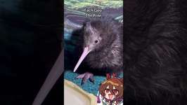 Meet the Kiwi! #umamusume #umamusumeprettyderby #ウマ娘 #anime #shortsのサムネイル画像