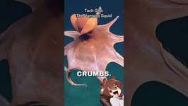 Meet the Vampire Squid! #umamusume #umamusumeprettyderby #ウマ娘 #anime #animals #shortsのサムネイル画像