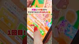 【もちこ】ウマ娘ガチャでまさかの！？#チワワ #癒し #日常 #ウマ娘#神引き#shortsのサムネイル画像