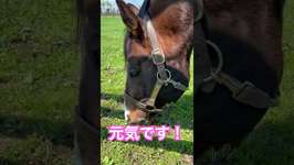 ウマ娘モデルのワンダーアキュートの現在 #shorts #競馬のサムネイル画像