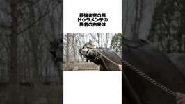 最強未完の馬ドゥラメンテに関する雑学 #shorts #競馬 #ウマ娘のサムネイル画像
